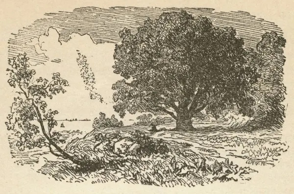 Capa de The Old Oak Tree’s Last Dream