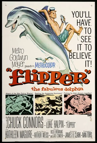 Capa de Flipper