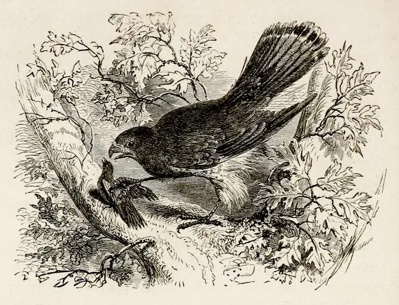 Capa de The Hawk and the Nightingale