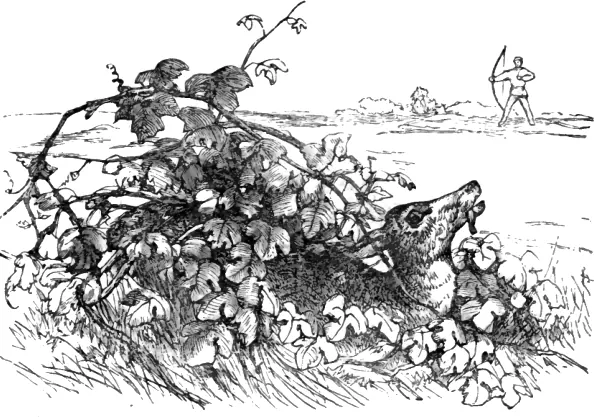 Capa de The Deer and the Vine