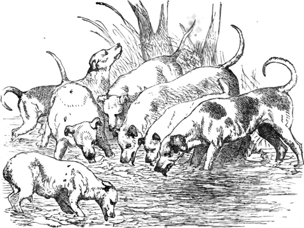 Portada de Los perros hambrientos