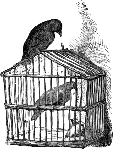 Portada de The Dove and the Crow