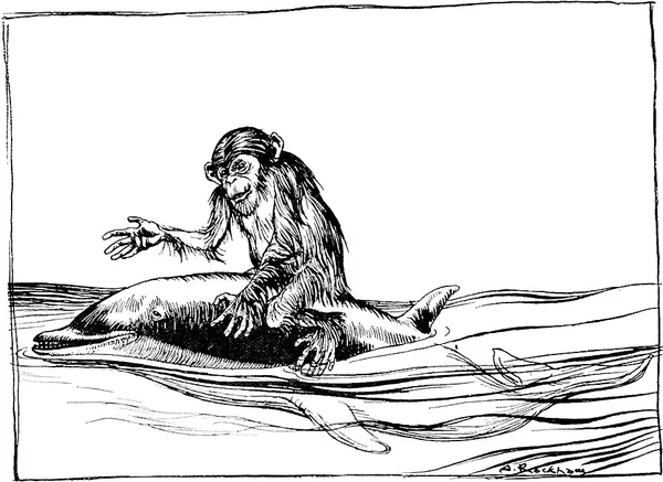 Capa de The Monkey and the Dolphin