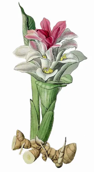 Capa de Paradisus Londinensis