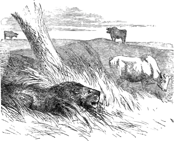 Portada de El león y los tres bueyes